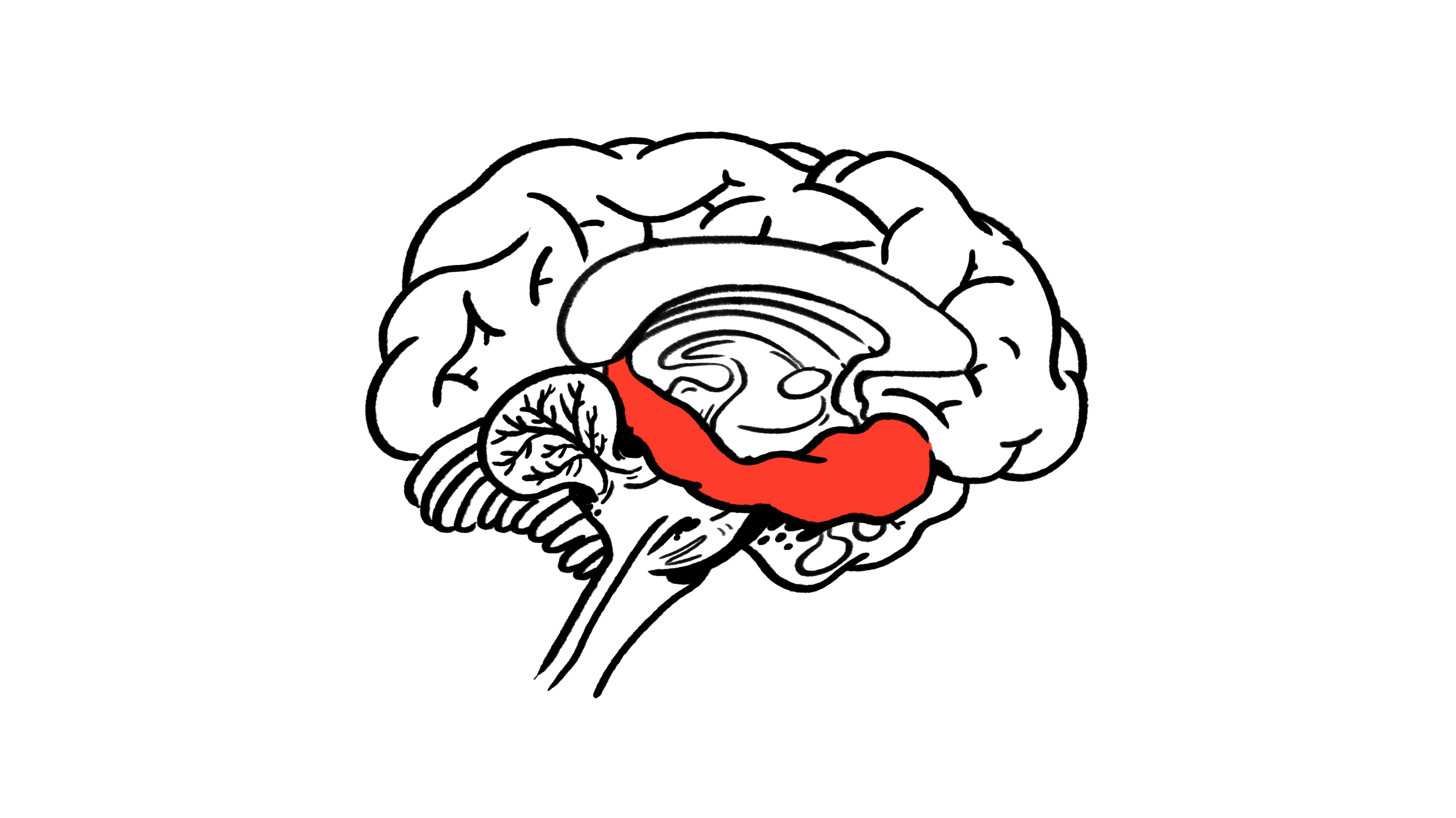 representational granularity across the hippocampus