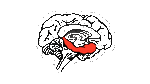 representational granularity across the hippocampus