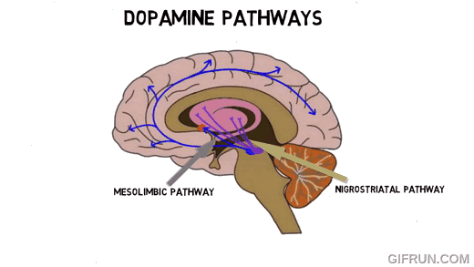 dopaminergic modulation of replay-mediated memory updating