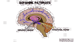 dopaminergic modulation of replay-mediated memory updating