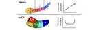 Data-driven clustering of functional signals reveals gradients in processing both within the anterior hippocampus and across its long axis