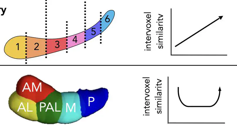 Data-driven clustering of functional signals reveals gradients in processing both within the anterior hippocampus and across its long axis